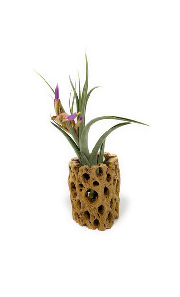 Cholla Wood (Cactus Wood)