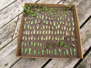 Recycle Used Pizza Boxes for Succulent Propagation