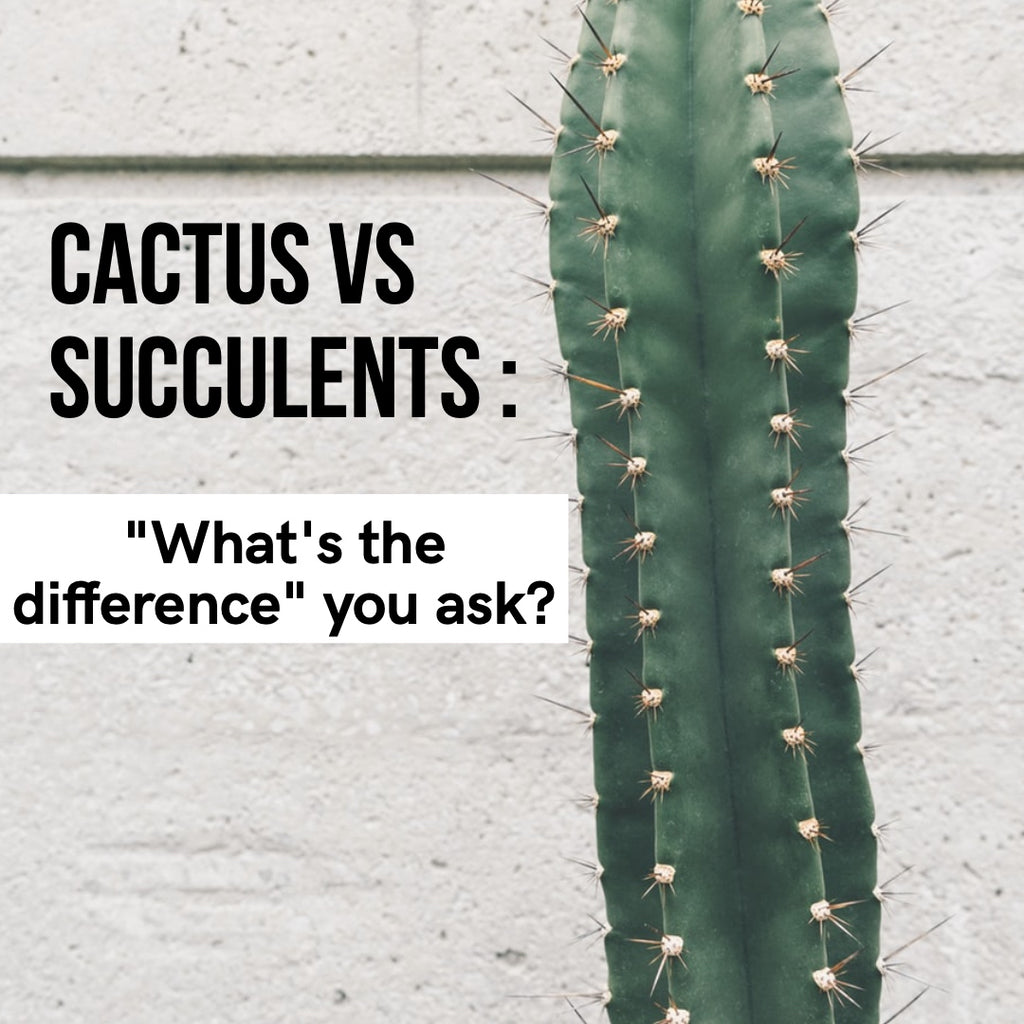Cactus vs Succulents