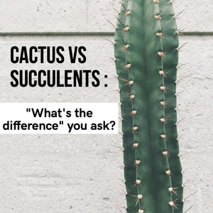 Cactus vs Succulents
