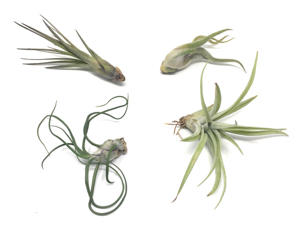 Four Air Plants