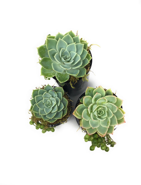 3 Pack of Upcyled Wine Bottle Succulent Planters
