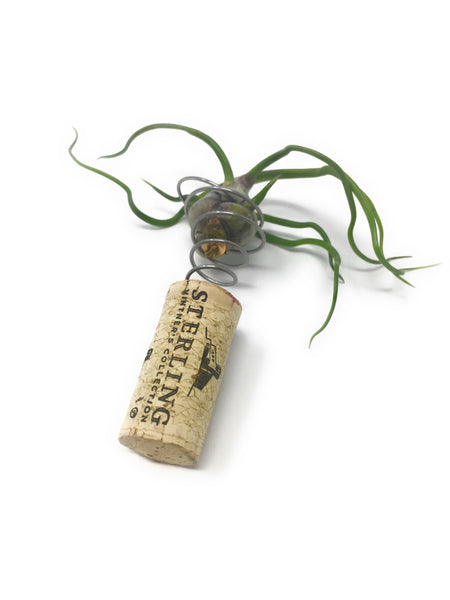 Single Air Plant Cork Magnet