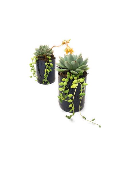 Upcyled Wine Bottle Succulent Planters