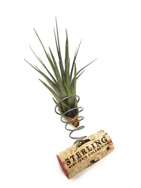 Single Air Plant Cork Magnet