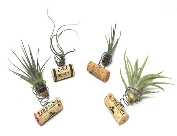 Air Plants with Corks