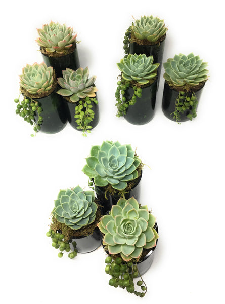 3 Pack of Upcyled Wine Bottle Succulent Planters